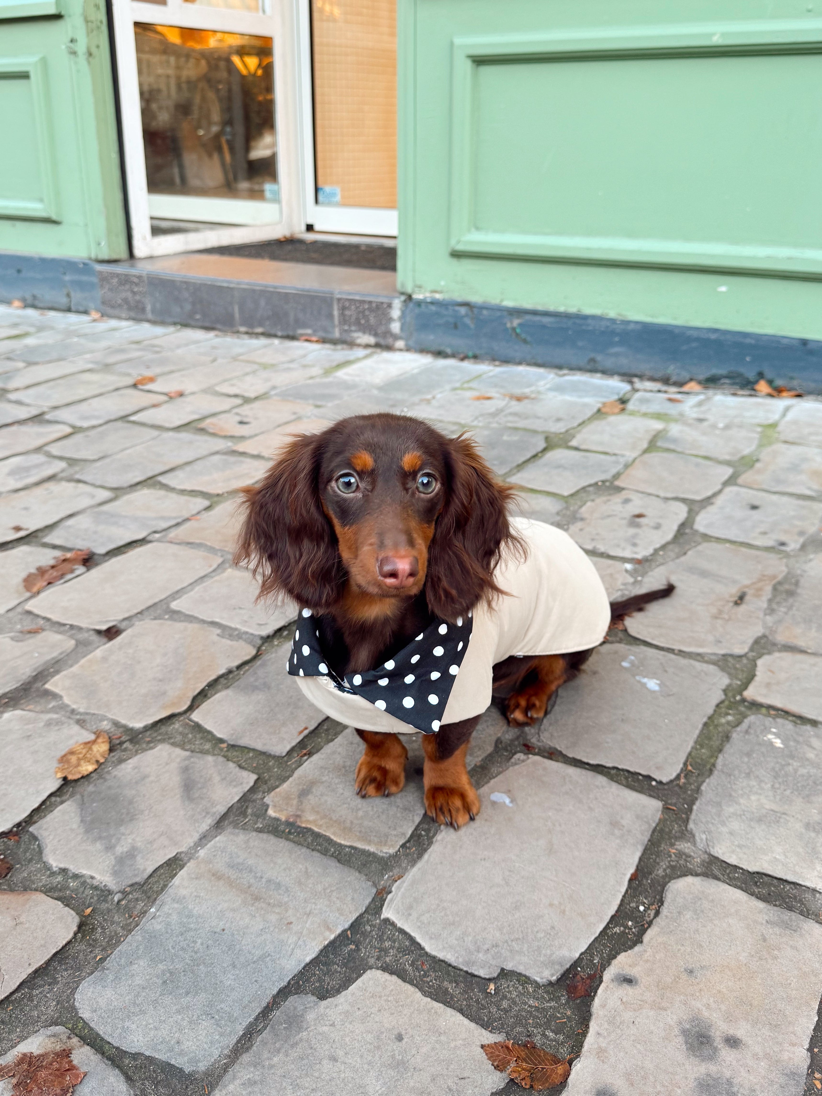 Trench Teckel Impermeable et reversible