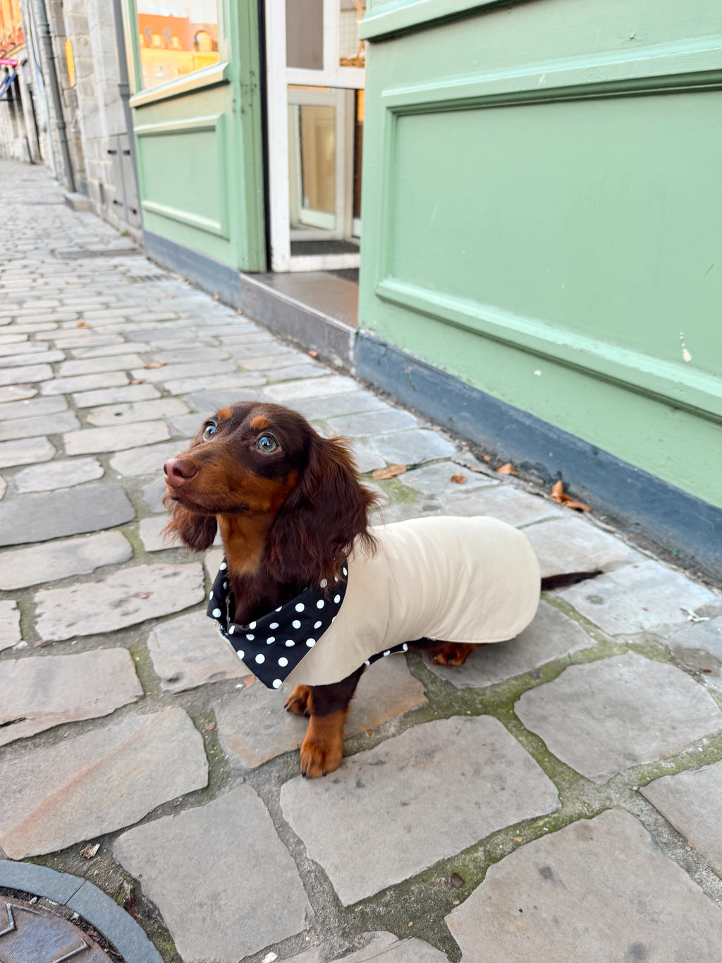 Trench Teckel Impermeable et reversible