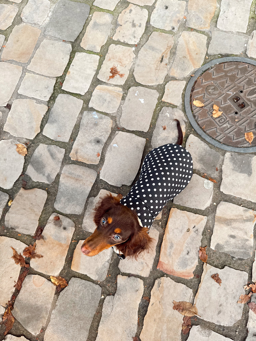 Trench Teckel Impermeable et reversible